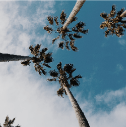 San Diego placeholder - San Diego